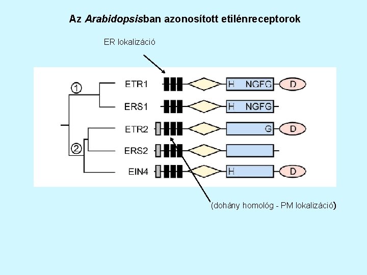 Az Arabidopsisban azonosított etilénreceptorok ER lokalizáció (dohány homológ - PM lokalizáció) 