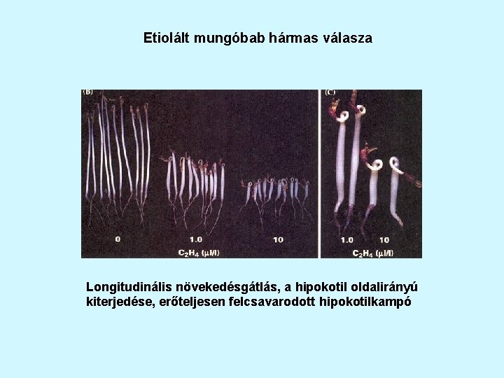 Etiolált mungóbab hármas válasza Longitudinális növekedésgátlás, a hipokotil oldalirányú kiterjedése, erőteljesen felcsavarodott hipokotilkampó 