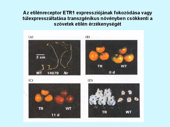 Az etilénreceptor ETR 1 expressziójának fokozódása vagy túlexpresszáltatása transzgénikus növényben csökkenti a szövetek etilén