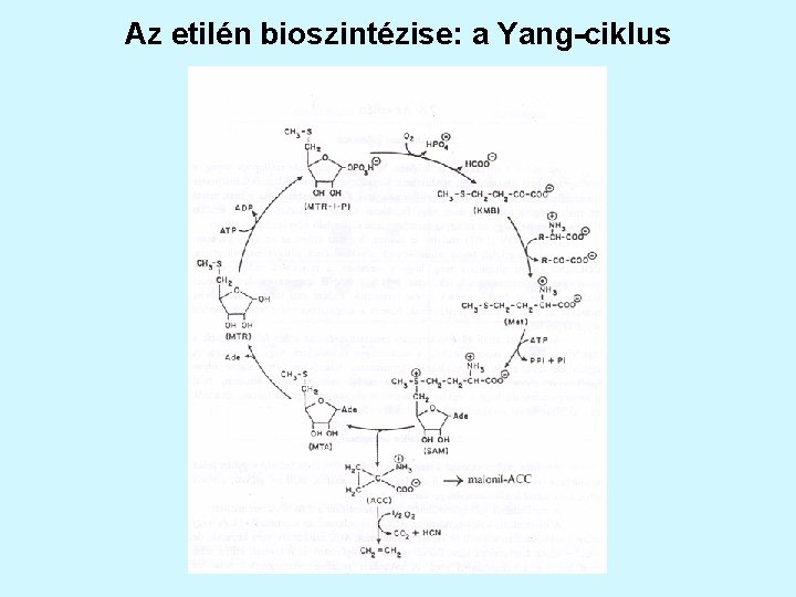 Az etilén bioszintézise: a Yang-ciklus 