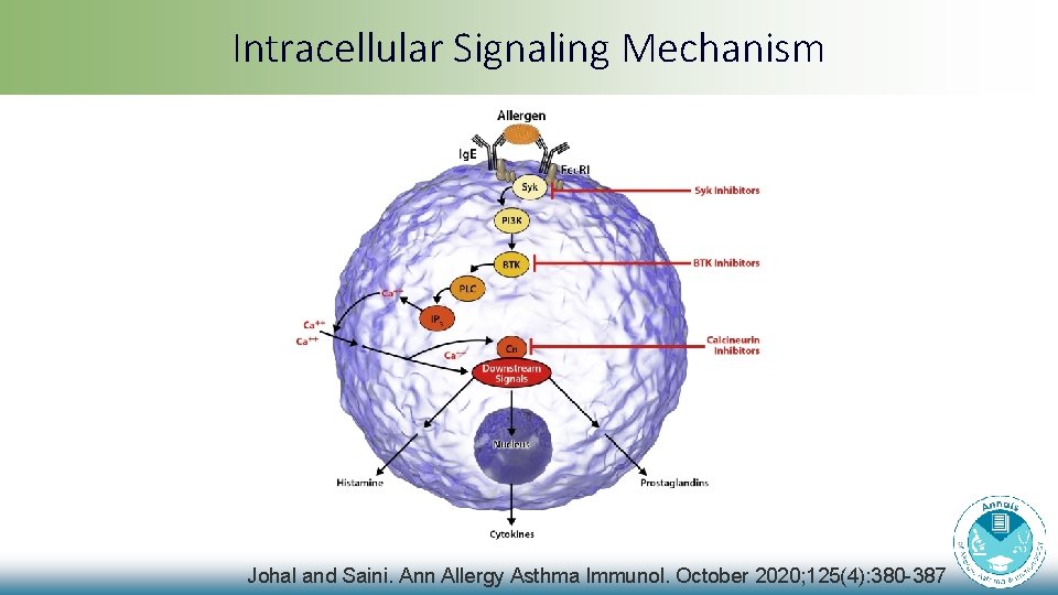 Intracellular Signaling Mechanism Johal and Saini. Ann Allergy Asthma Immunol. October 2020; 125(4): 380 Intracellular Signaling Mechanism Johal and Saini. Ann Allergy Asthma Immunol. October 2020; 125(4): 380