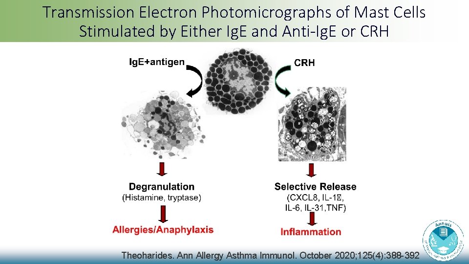Transmission Electron Photomicrographs of Mast Cells Stimulated by Either Ig. E and Anti-Ig. E Transmission Electron Photomicrographs of Mast Cells Stimulated by Either Ig. E and Anti-Ig. E