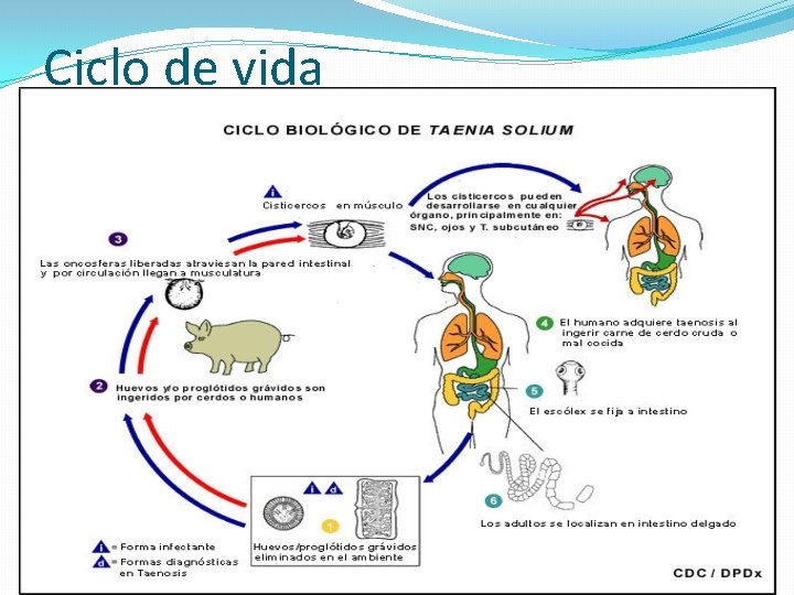 Ciclo de vida 