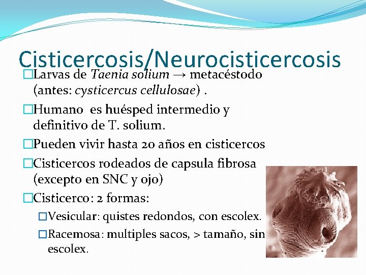 Cisticercosis/Neurocisticercosis �Larvas de Taenia solium → metacéstodo (antes: cysticercus cellulosae). �Humano es huésped intermedio