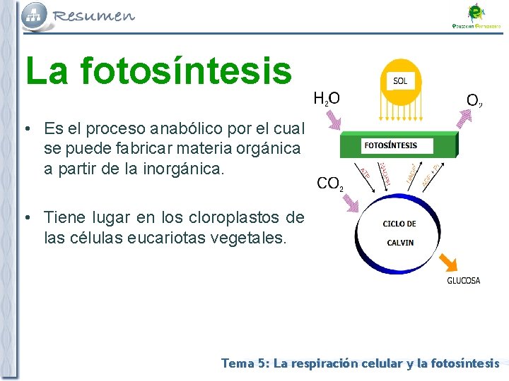 La fotosíntesis • Es el proceso anabólico por el cual se puede fabricar materia