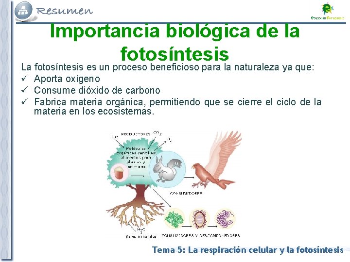Importancia biológica de la fotosíntesis La fotosíntesis es un proceso beneficioso para la naturaleza