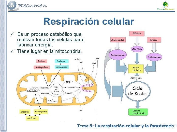 Respiración celular ü Es un proceso catabólico que realizan todas las células para fabricar