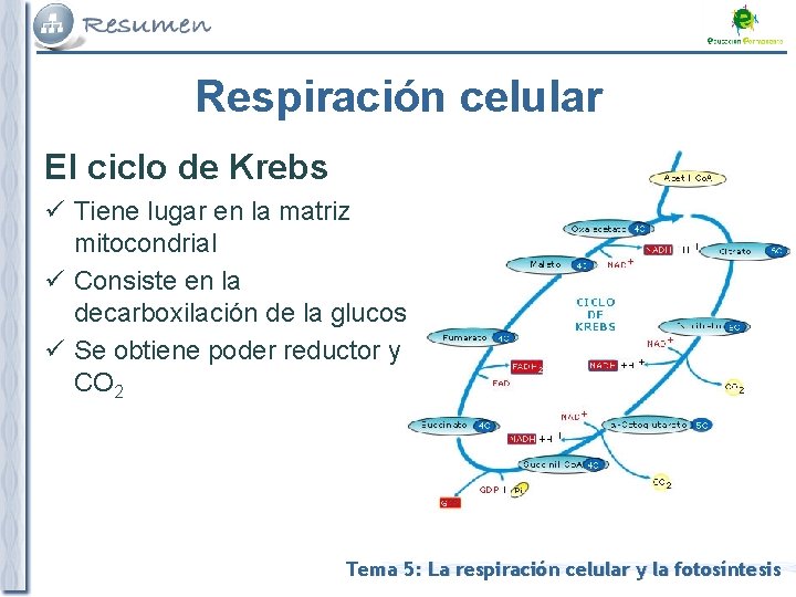 Respiración celular El ciclo de Krebs ü Tiene lugar en la matriz mitocondrial ü