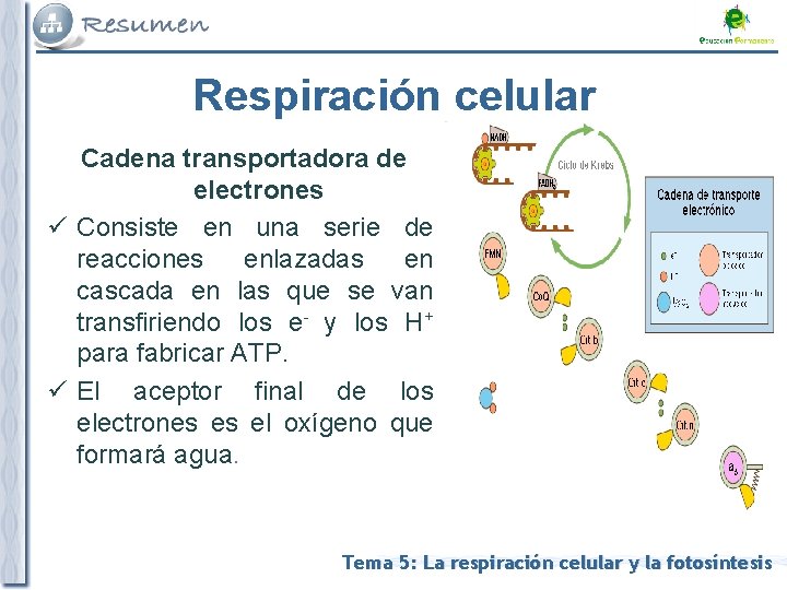 Respiración celular Cadena transportadora de electrones ü Consiste en una serie de reacciones enlazadas