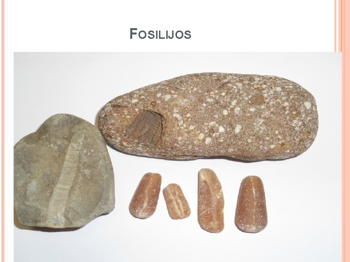 FOSILIJOS 