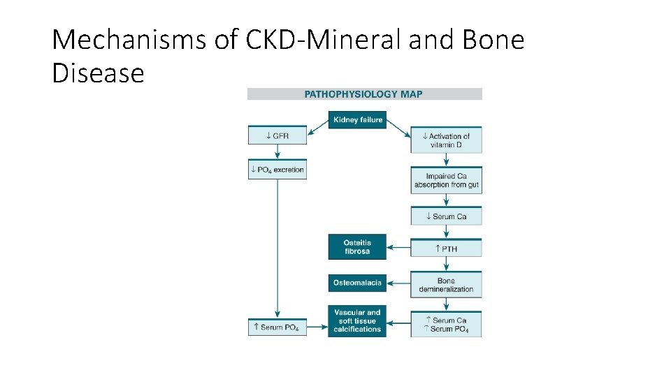 Mechanisms of CKD-Mineral and Bone Disease 