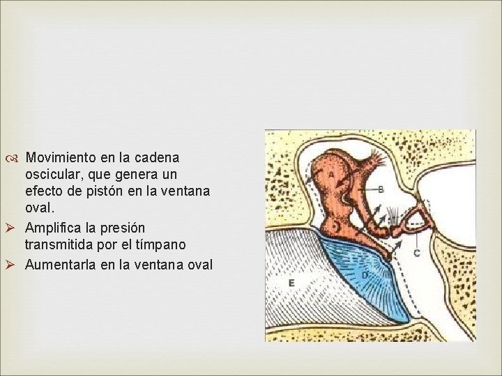  Movimiento en la cadena oscicular, que genera un efecto de pistón en la