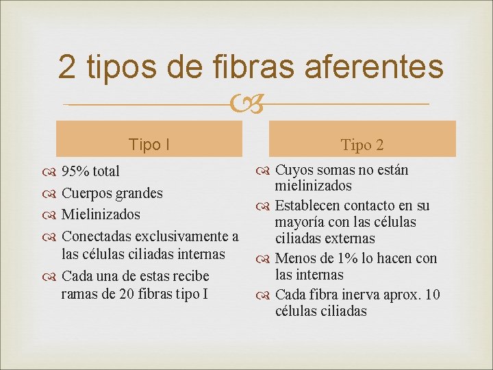  2 tipos de fibras aferentes Tipo I 95% total Cuerpos grandes Mielinizados Conectadas