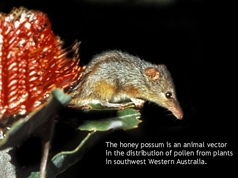 The honey possum is an animal vector in the distribution of pollen from plants
