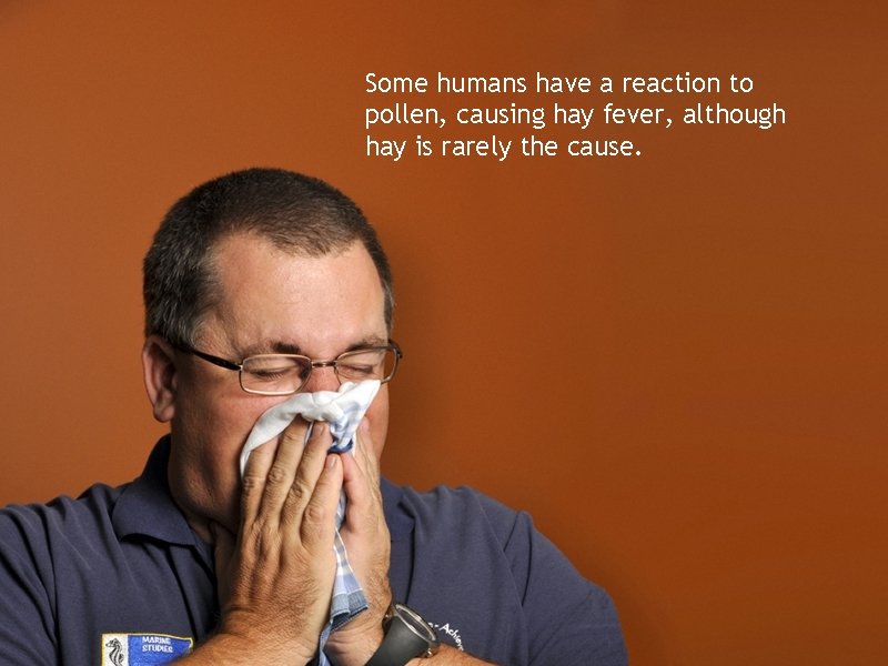 Some humans have a reaction to pollen, causing hay fever, although hay is rarely