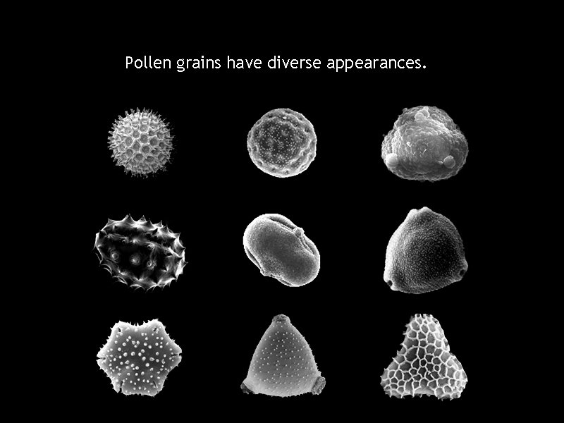 Pollen grains have diverse appearances. 