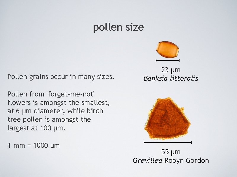 pollen size Pollen grains occur in many sizes. 23 µm Banksia littoralis Pollen from