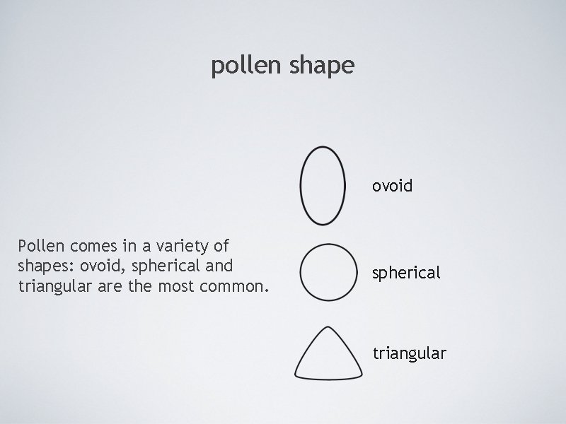 pollen shape ovoid Pollen comes in a variety of shapes: ovoid, spherical and triangular