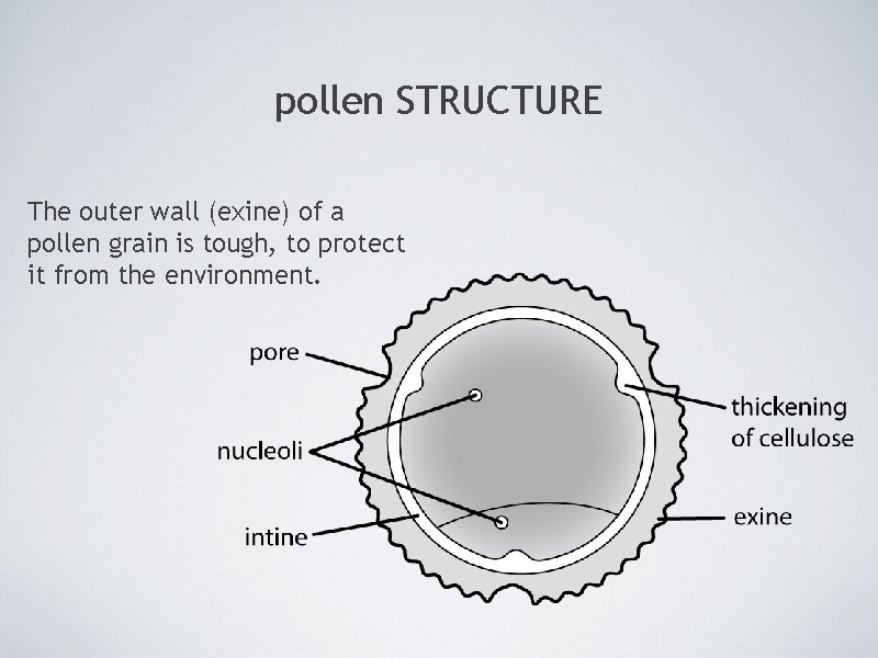 pollen STRUCTURE The outer wall (exine) of a pollen grain is tough, to protect