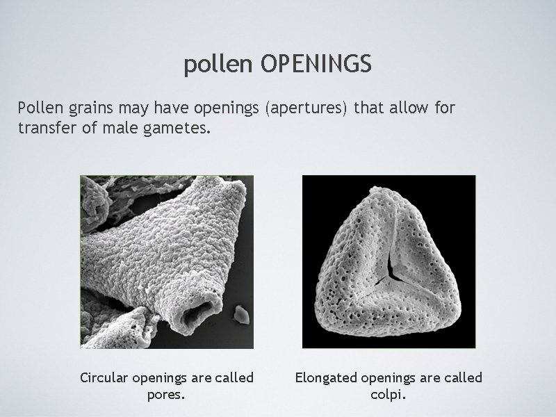 pollen OPENINGS Pollen grains may have openings (apertures) that allow for transfer of male