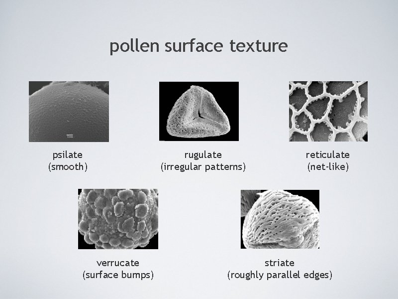 pollen surface texture psilate (smooth) verrucate (surface bumps) rugulate (irregular patterns) reticulate (net-like) striate