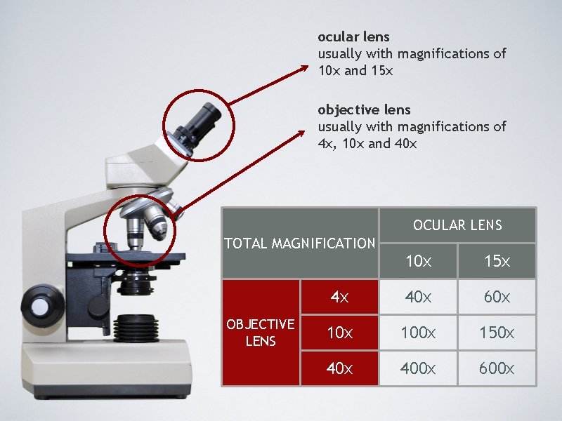 ocular lens usually with magnifications of 10 x and 15 x objective lens usually