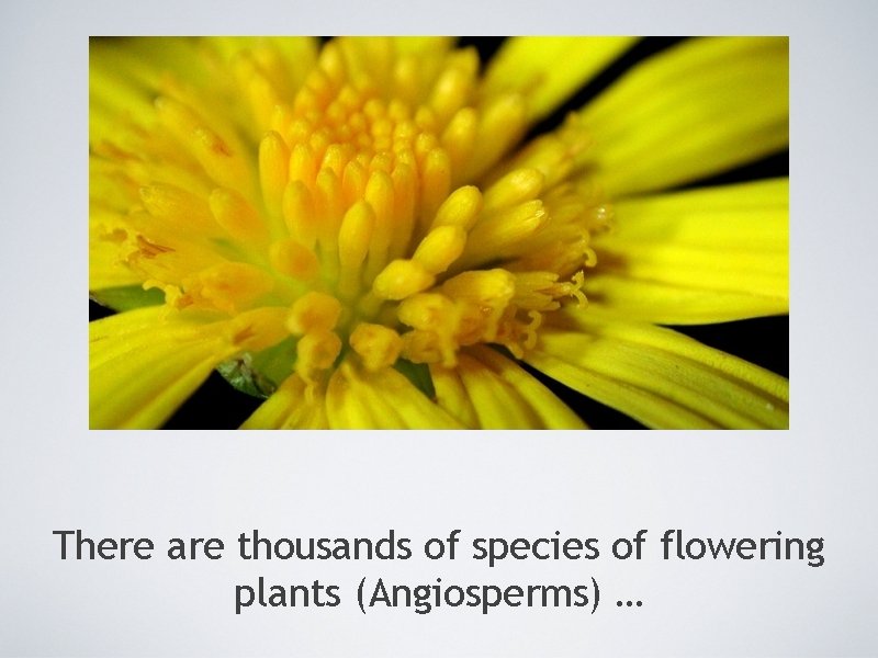 There are thousands of species of flowering plants (Angiosperms) … 