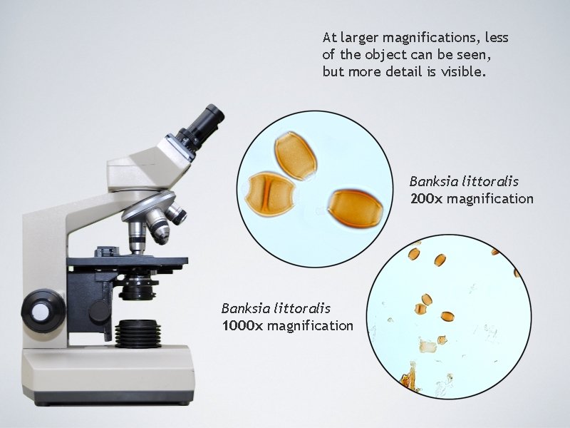 At larger magnifications, less of the object can be seen, but more detail is