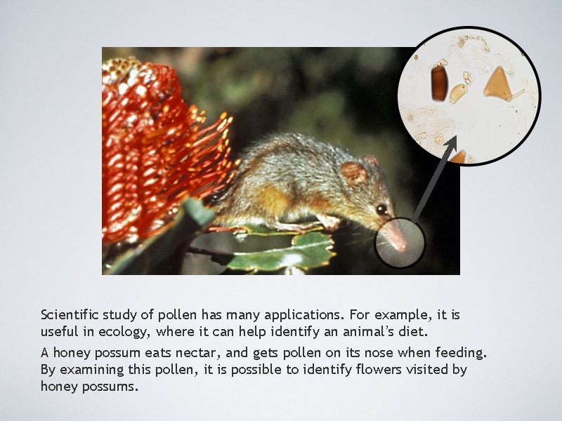 Scientific study of pollen has many applications. For example, it is useful in ecology,