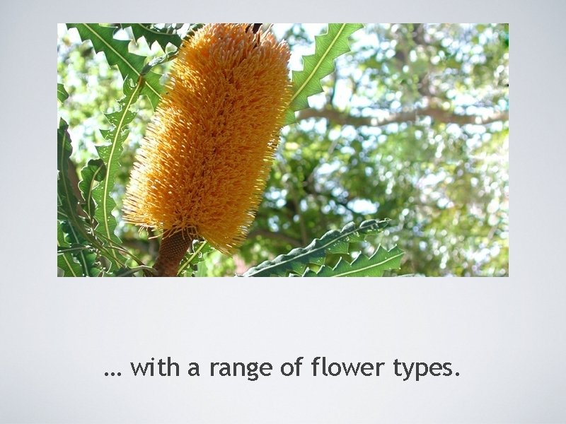 … with a range of flower types. 