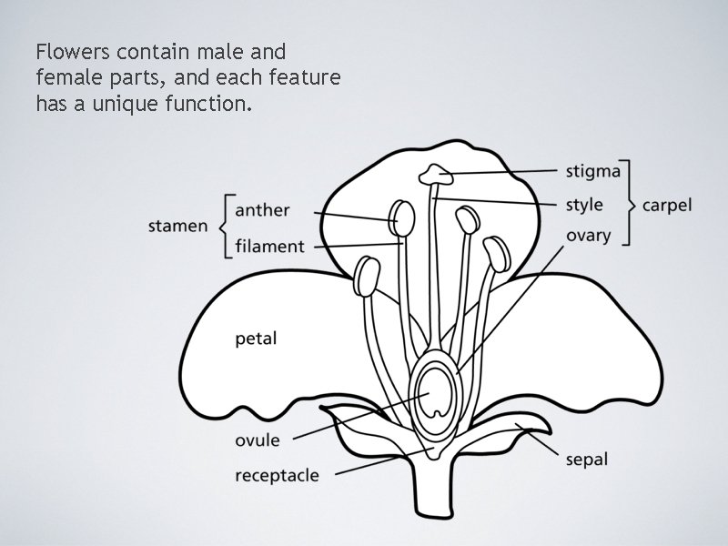 Flowers contain male and female parts, and each feature has a unique function. 