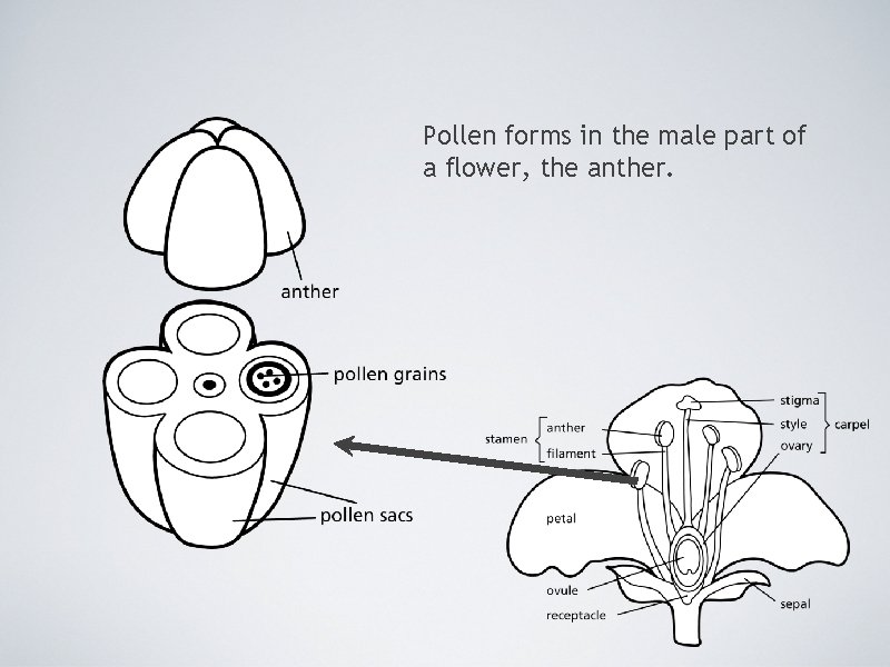 Pollen forms in the male part of a flower, the anther. 