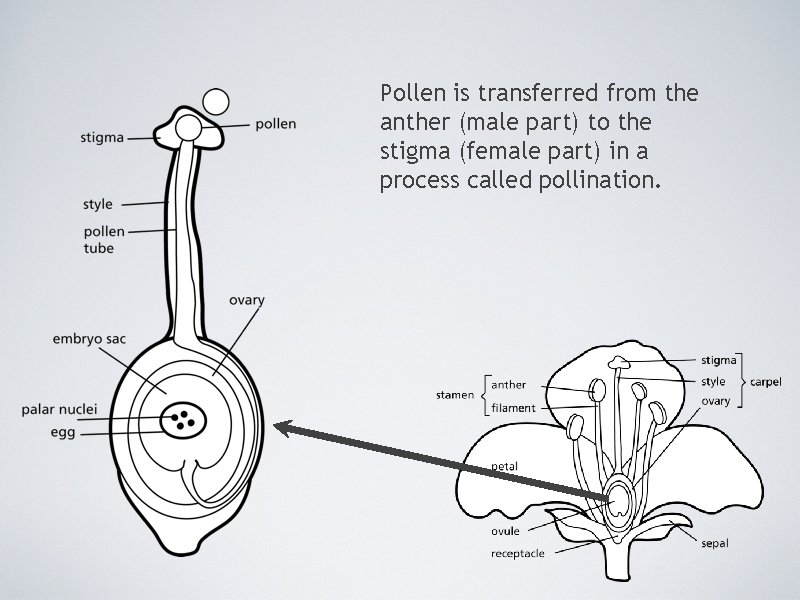 Pollen is transferred from the anther (male part) to the stigma (female part) in