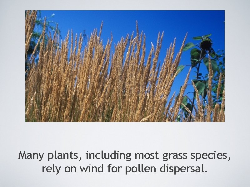 Many plants, including most grass species, rely on wind for pollen dispersal. 