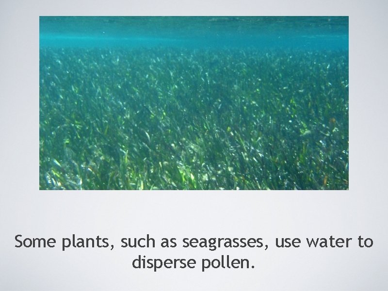 Some plants, such as seagrasses, use water to disperse pollen. 