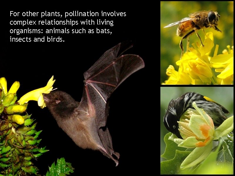 For other plants, pollination involves complex relationships with living organisms: animals such as bats,