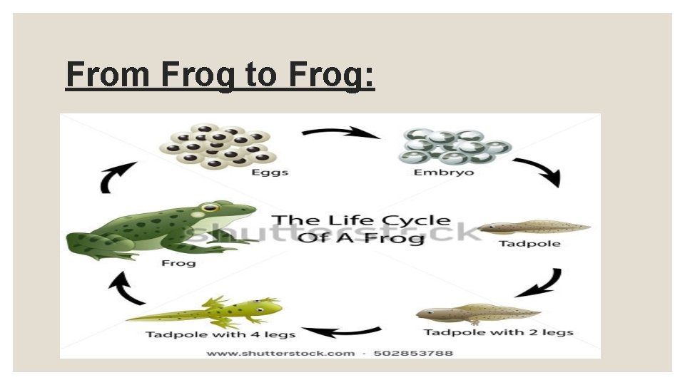 From Frog to Frog: From Frog to Frog: