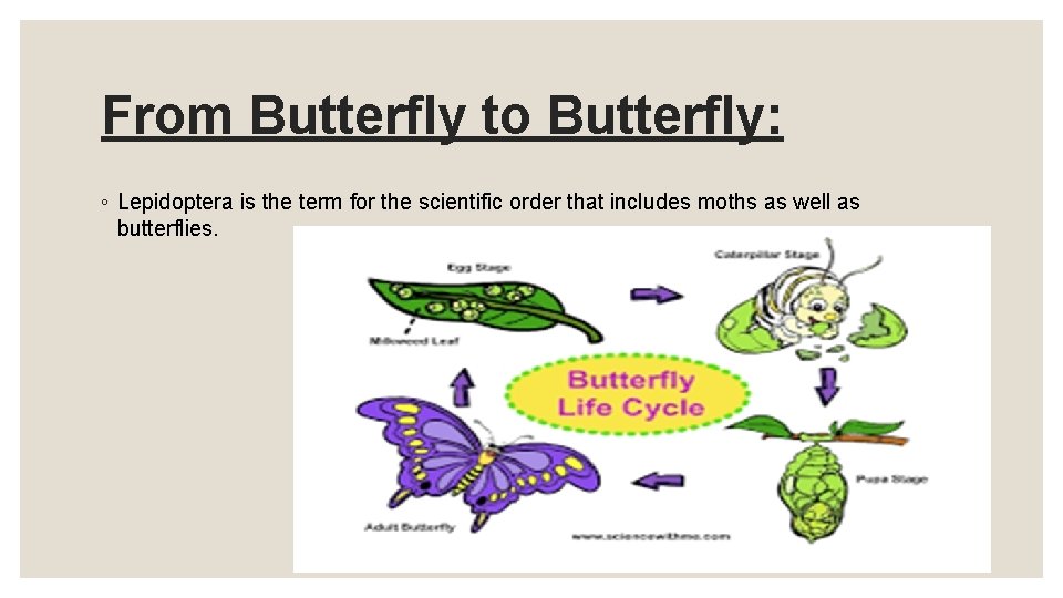From Butterfly to Butterfly: ◦ Lepidoptera is the term for the scientific order that