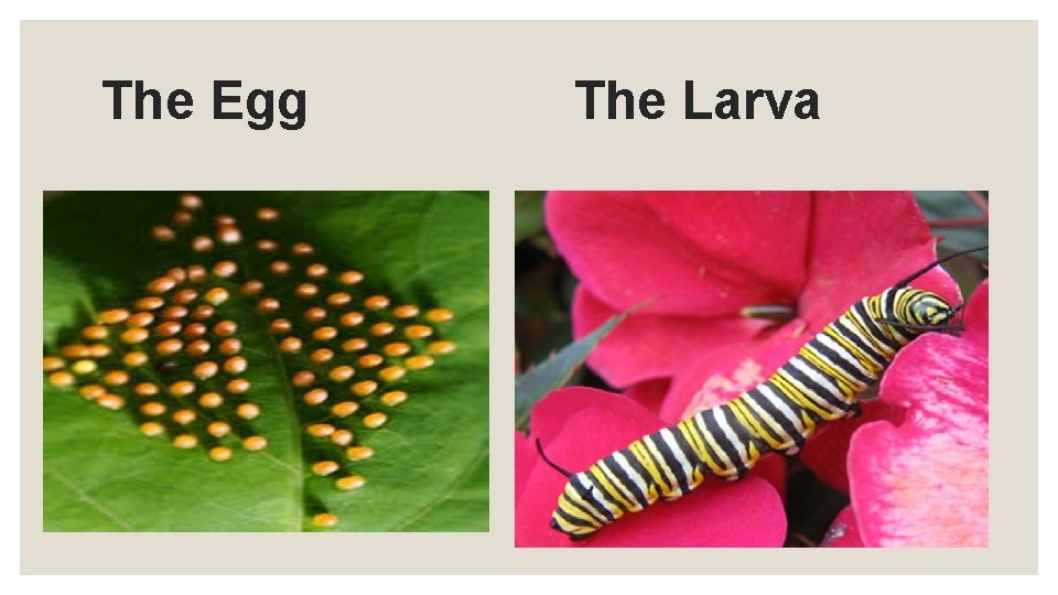 The Egg The Larva 