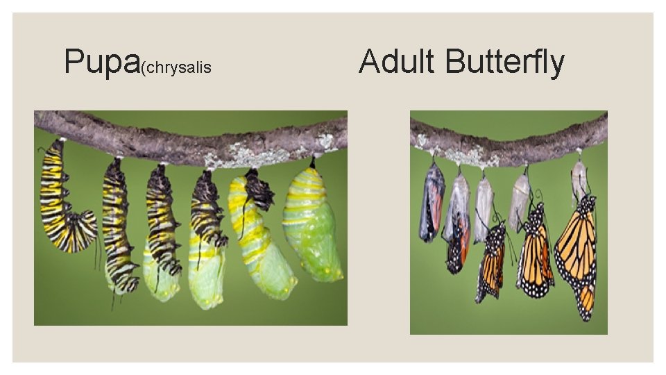 Pupa(chrysalis Adult Butterfly 