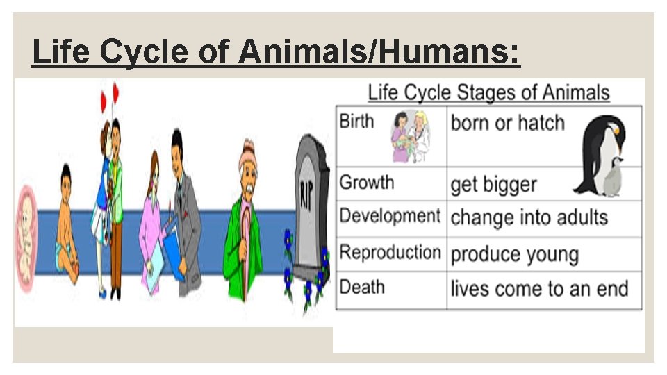 Life Cycle of Animals/Humans: 