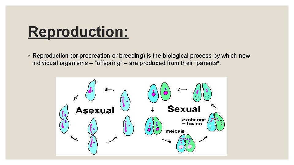 Reproduction: ◦ Reproduction (or procreation or breeding) is the biological process by which new