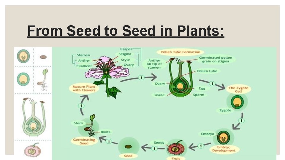 From Seed to Seed in Plants: 