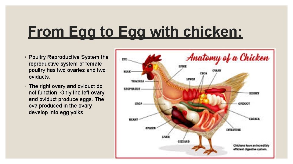 From Egg to Egg with chicken: ◦ Poultry Reproductive System the reproductive system of