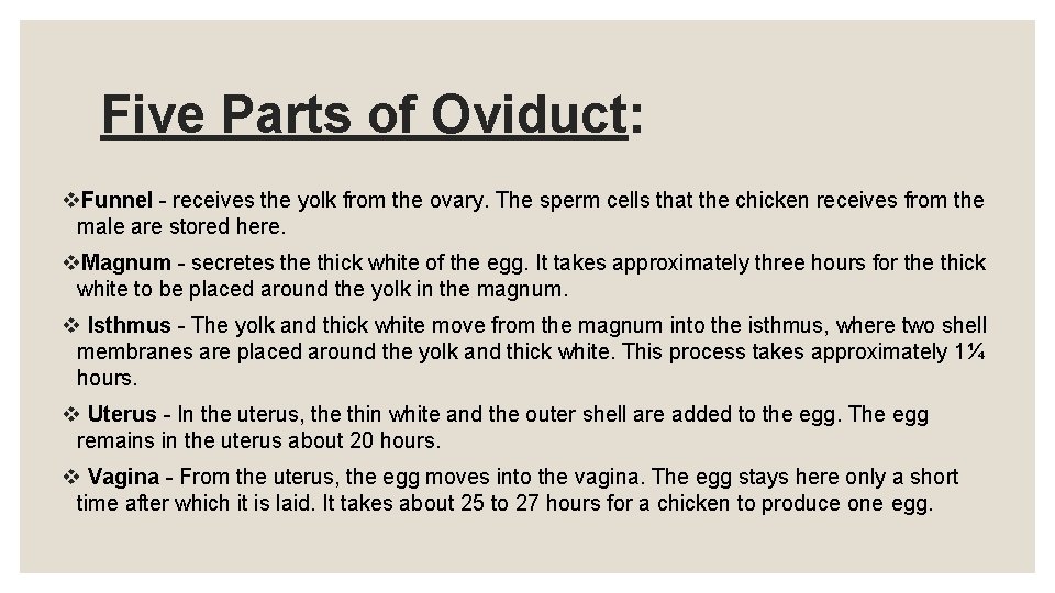 Five Parts of Oviduct: v. Funnel - receives the yolk from the ovary. The Five Parts of Oviduct: v. Funnel - receives the yolk from the ovary. The