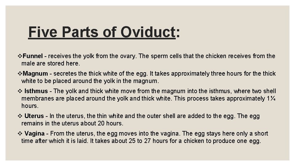 Five Parts of Oviduct: v. Funnel - receives the yolk from the ovary. The