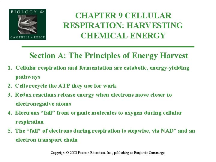 CHAPTER 9 CELLULAR RESPIRATION: HARVESTING CHEMICAL ENERGY Section A: The Principles of Energy Harvest