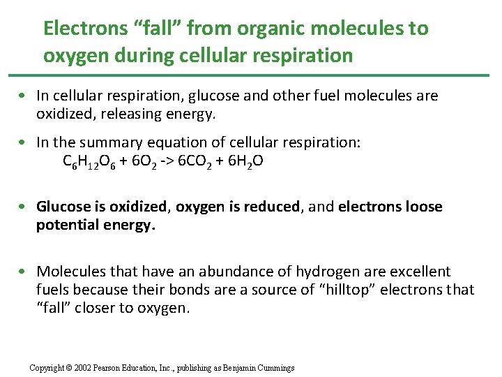 Electrons “fall” from organic molecules to oxygen during cellular respiration • In cellular respiration,