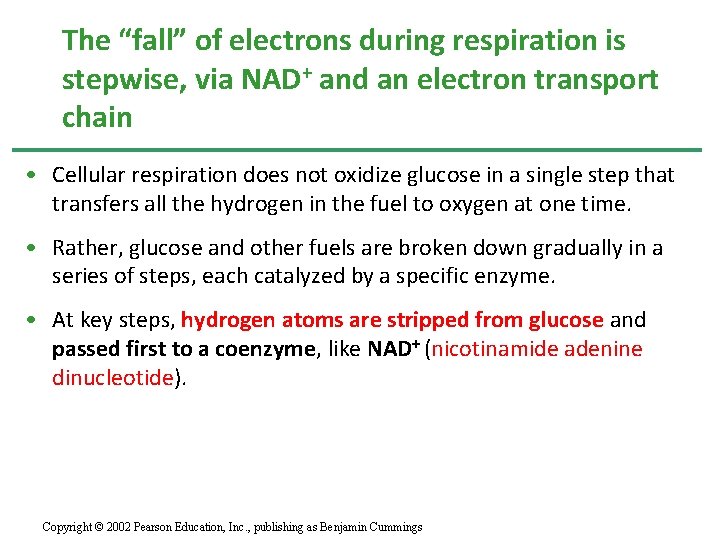 The “fall” of electrons during respiration is stepwise, via NAD+ and an electron transport