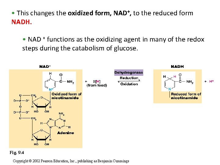  • This changes the oxidized form, NAD+, to the reduced form NADH. •